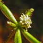 Trail Plant (Adenocaulon bicolor). A typical plant of the redwood forest.